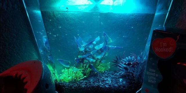 May 16: National Sea Monkey Day