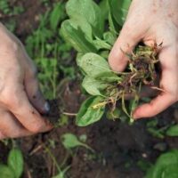 June 13: National Weed Your Garden Day