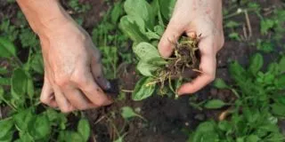 June 13: National Weed Your Garden Day