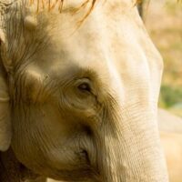 April 16: Save The Elephant Day