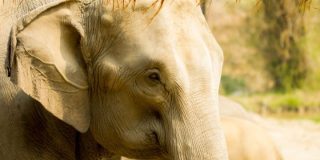 April 16: Save The Elephant Day