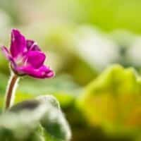 November 11: Singles' Day