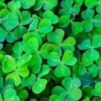 March 17: St. Patrick's Day