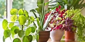 July 27: Take Your Houseplants For A Walk Day