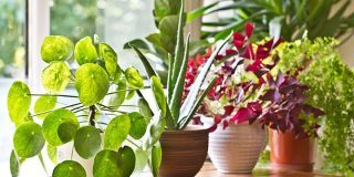 July 27: Take Your Houseplants For A Walk Day