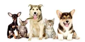 March 3: What If Cats And Dogs Had Opposable Thumbs Day