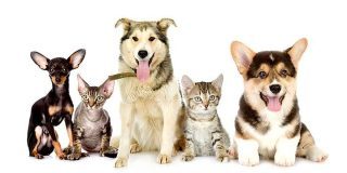 March 3: What If Cats And Dogs Had Opposable Thumbs Day