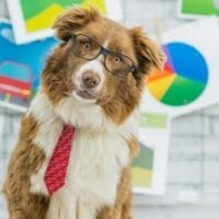 August 5: Work Like a Dog Day