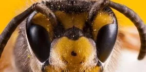 May 20: World Bee Day