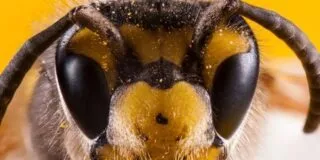 May 20: World Bee Day