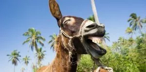 May 8: World Donkey Day