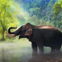 August 12: World Elephant Day