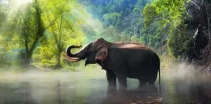 August 12: World Elephant Day