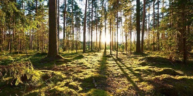 June 5: World Environment Day