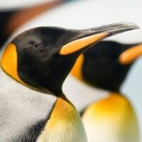 April 25: World Penguin Day