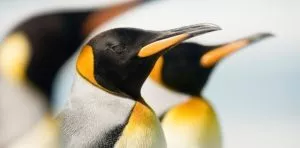 April 25: World Penguin Day
