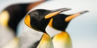 April 25: World Penguin Day