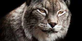 Facts about bobcats