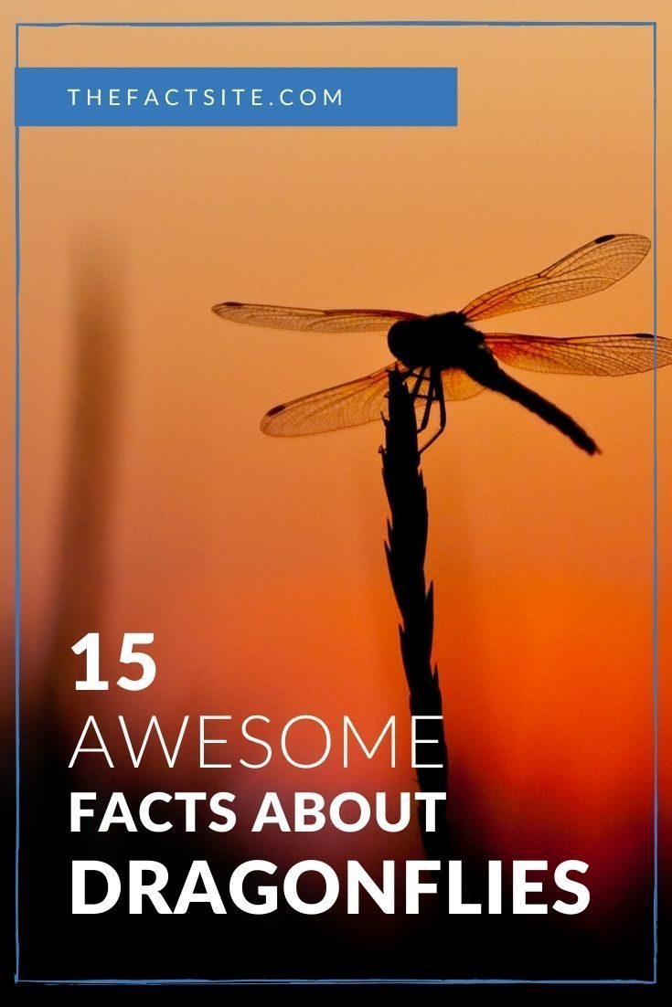 15 Awesome Facts About Dragonflies