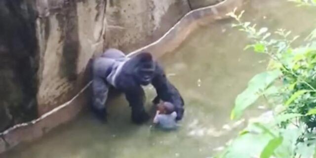 OTD in 2016: Harambe the Gorilla was shot to death inside his enclosure in the Cincinnati Zoo and Botanical Garden.