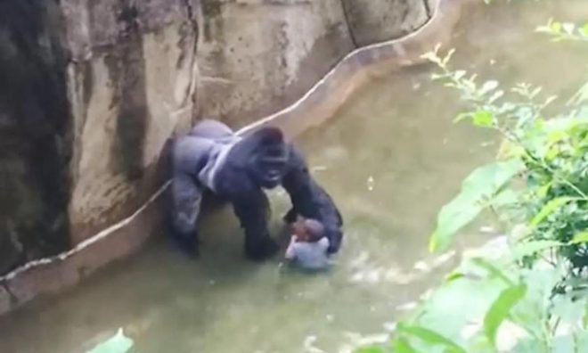 OTD in 2016: Harambe the Gorilla was shot to death inside his enclosure in the Cincinnati Zoo and Botanical Garden.