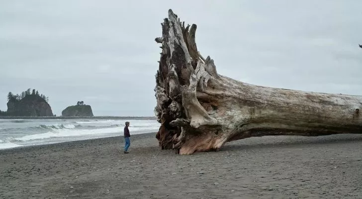 A massive washed up driftwood