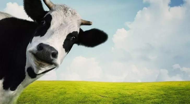 Black and white cow looking on the field.