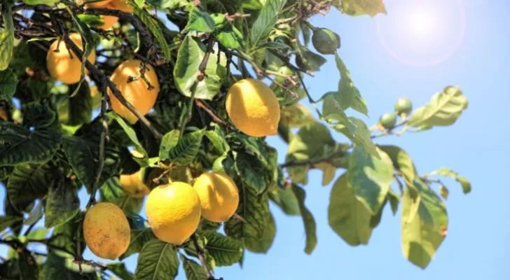 Ripe lemons on a tree