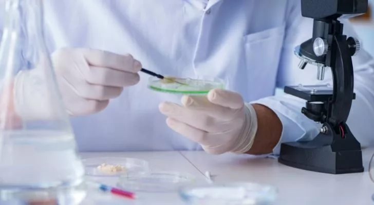 A person studying a petri dish