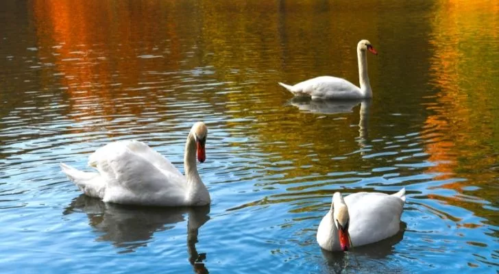 Swimming swans on a lake