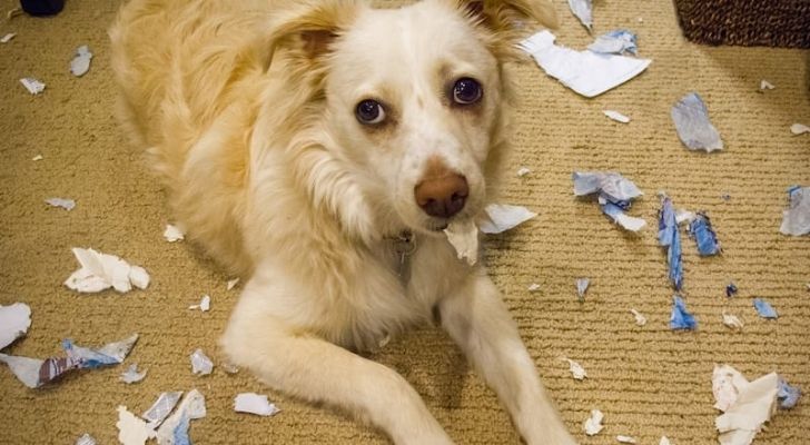 Un perro rodeado de pedazos de papel rotos.