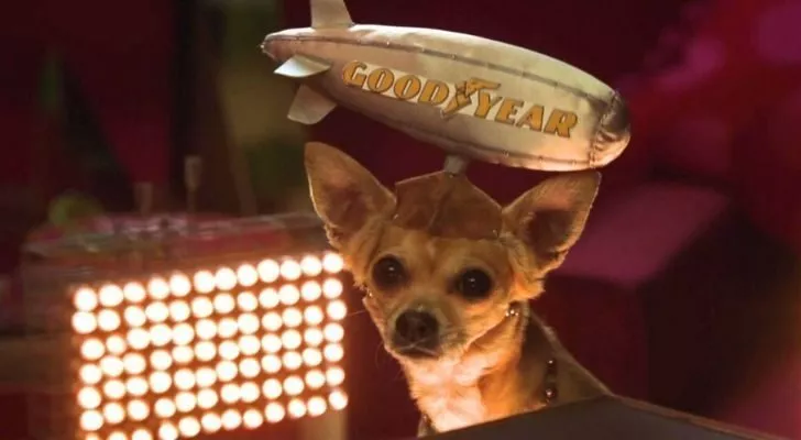 Taco Bell's Gidget in Legally Blonde 2