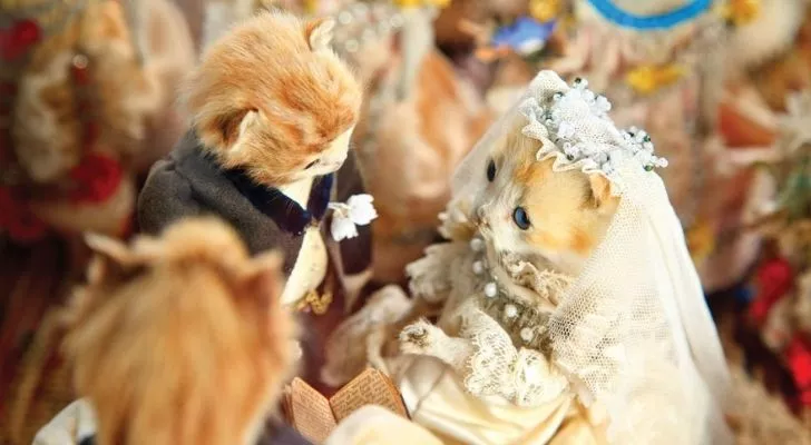 The Kittens’ Wedding by Walter Potter