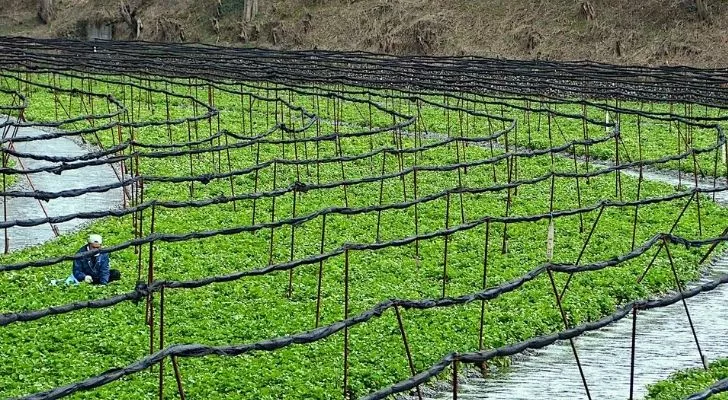 A person working on a wasabi farm.