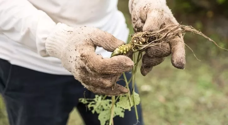 A person with muddy gloves holding a wasabi plant.