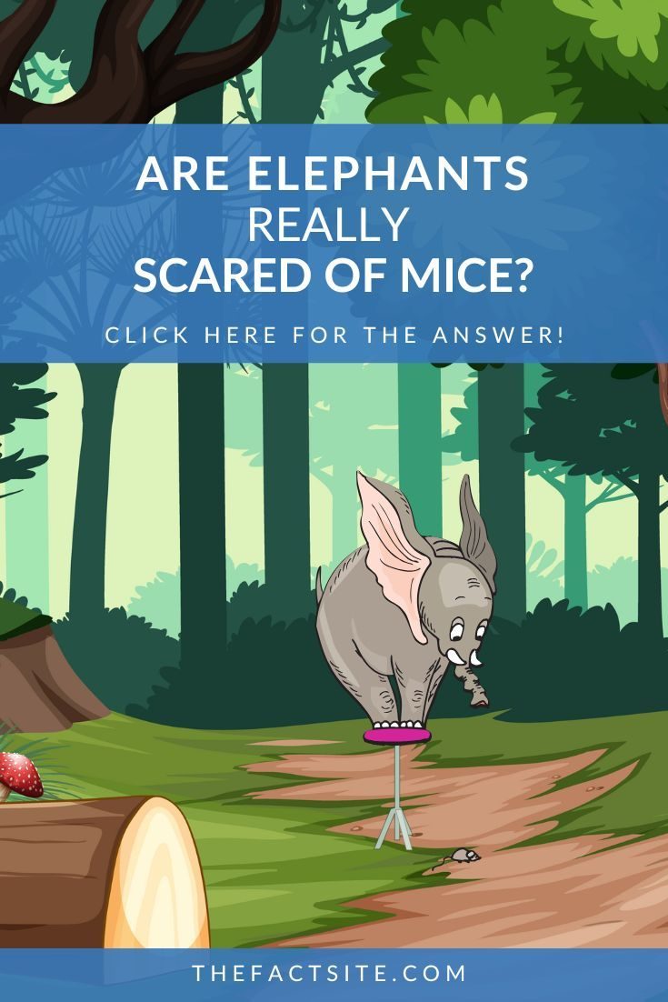 Are Elephants Really Scared of Mice?