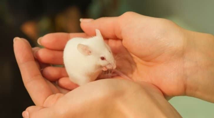 A small white mouse on someone's hands.
