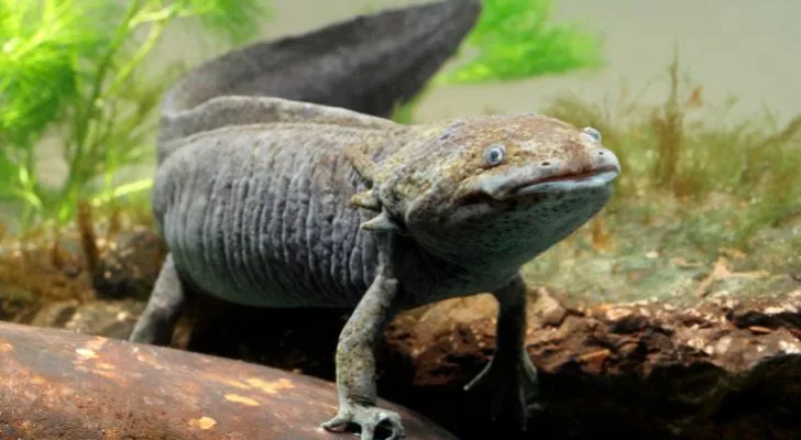 Axolotls don't show signs of aging