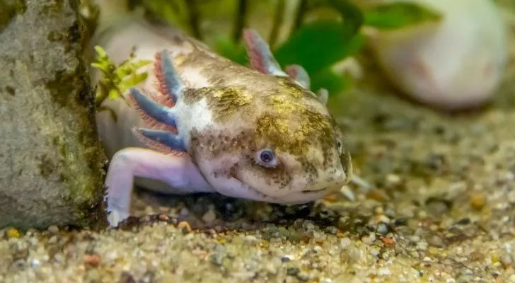 Axolotls are banned in some US states