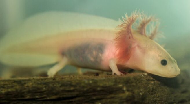 Neoteny Neoteny Axilotels 10 Fantastic Facts About Axolotls - The Fact Site