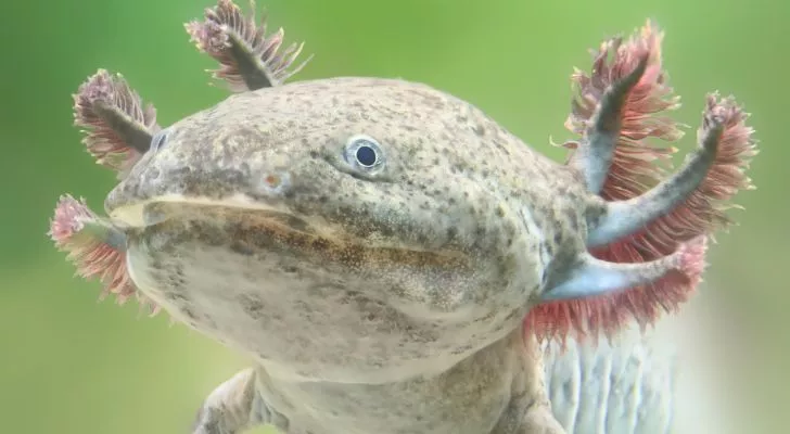 Axolotls are endangered