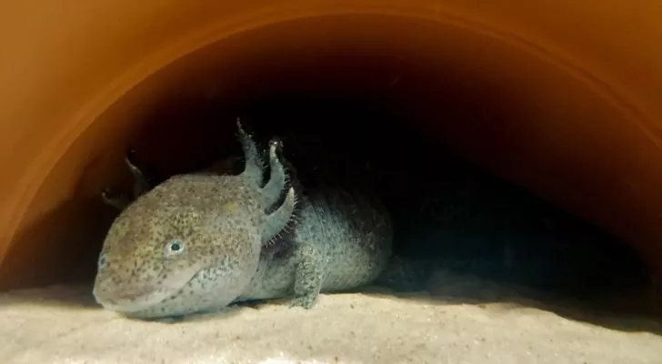 an axolotls chilling and ever so slightly looking as if it's smiling