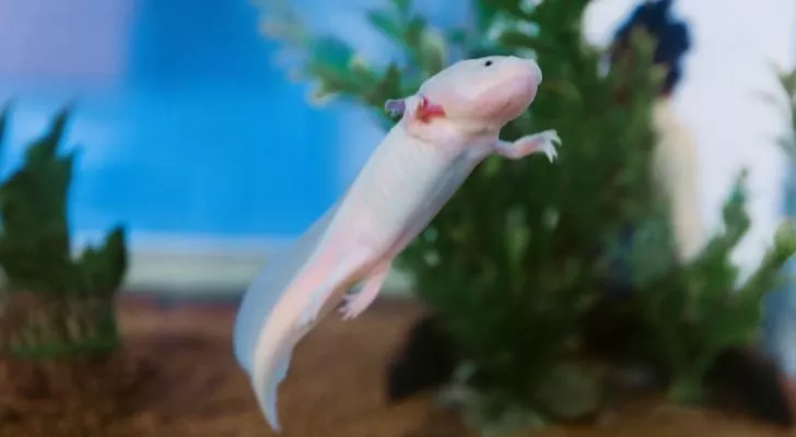 Axolotls dance to find a mate