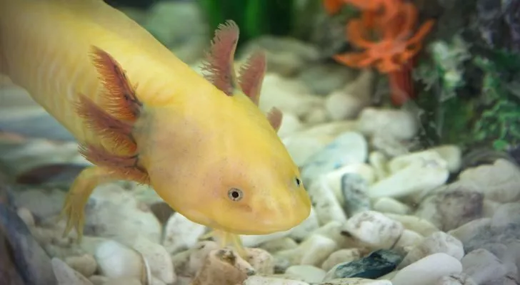 Axolotls are native to Mexico City