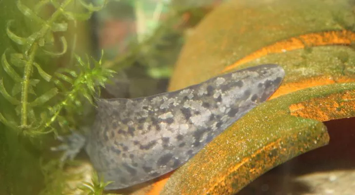 An axolotls tail