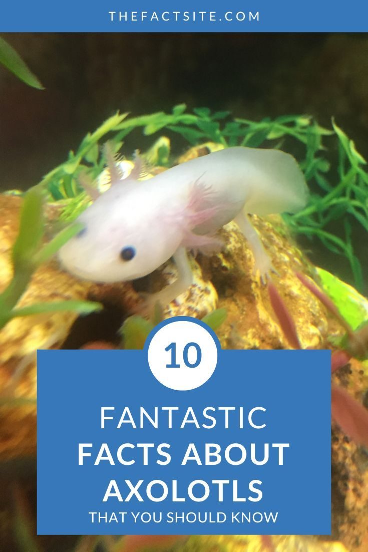 10 Fantastic Facts About Axolotls