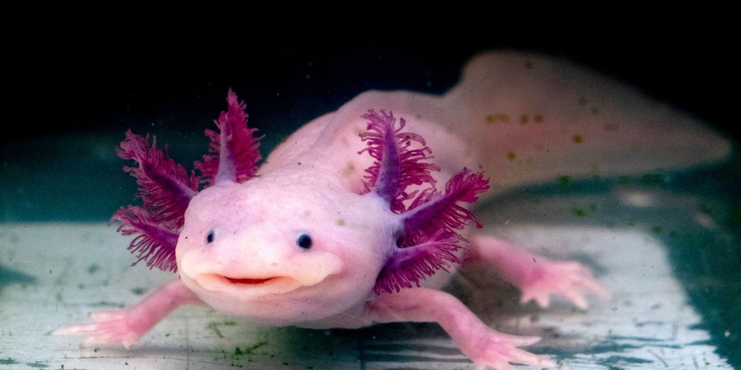 Fun Facts About Axolotls