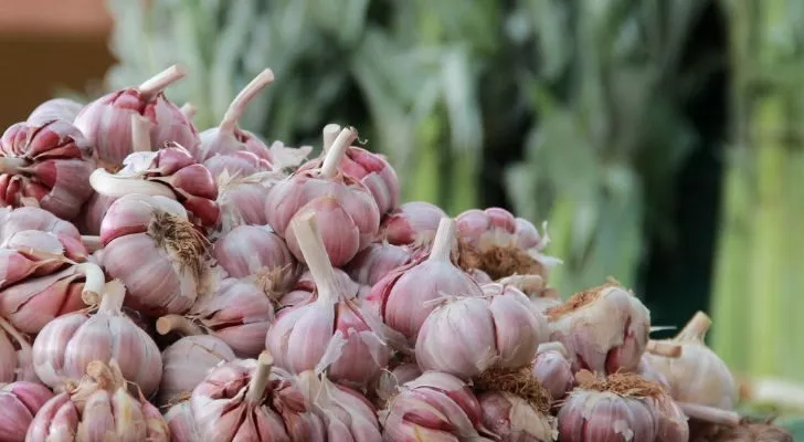 A table full of garlic bulbs