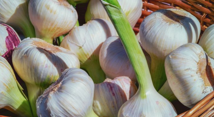 Copious amounts of garlic are eaten every year