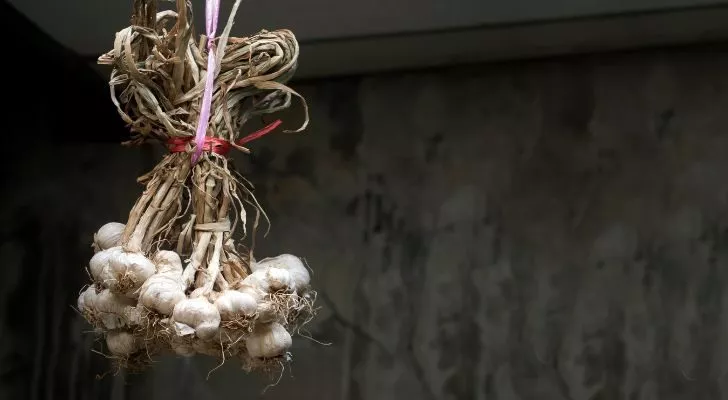 Hanging garlic bulbs